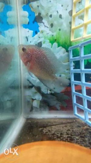 Good quality egg laying female available