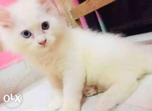 Good quality of Persian cat