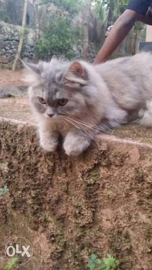 Gray Cat In Manjeri