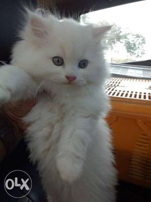 High quality british breed persian cat.sale