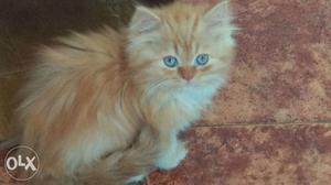 Hybrid persians Available.