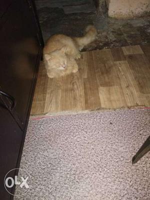 I want to sell my Persian cat (male) at  rs
