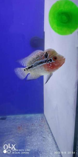 Imported flowerhorn baby sell.. big head