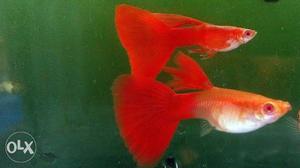 Imported guppy fish for. Sale