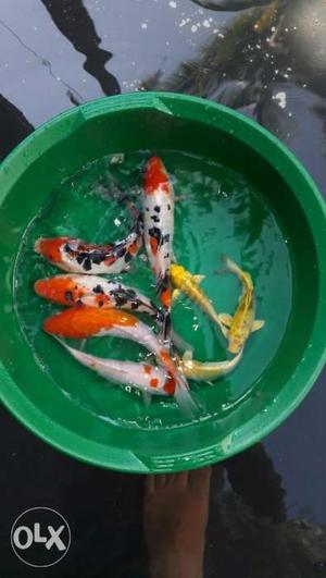 Imported japanese koi fishes for sale