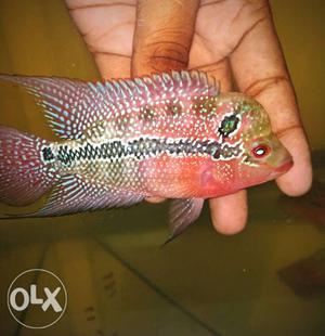 Imported srd Flowerhorn fish available imported
