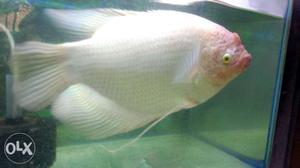 Jain Gulami fish