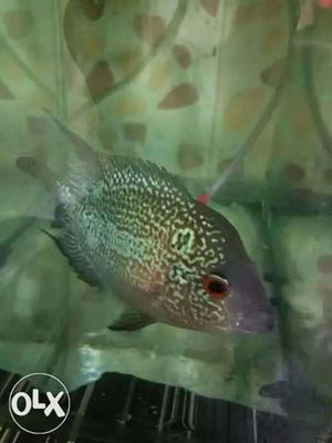 Kamfa Flowerhorn male active and healthy