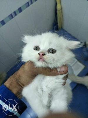 Long fur persian kitten available