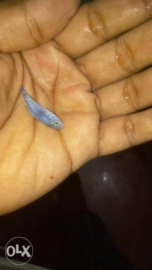 Malawi cichlids for 20/- only.mix Malawi cichlids