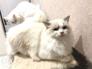 Male doll face persian cat. 5-6 months old. All