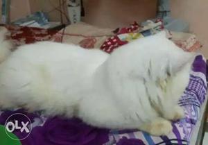 Male persian cat 18 months old mating has done for sale
