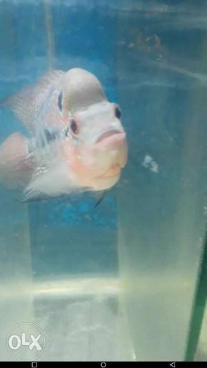 Megma Flowerhorn fish