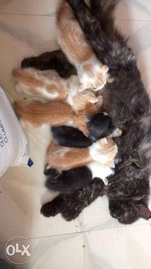 Mix breed Persian kittens