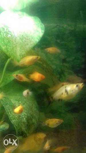 Molly fish baby for sell