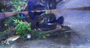 Moscow Blue Guppies