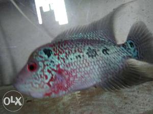 My flowerhorn 6"