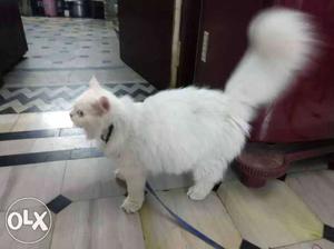 Odd eyed Female Persian cat (18months) for sale. Interested