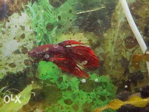 One betta fish