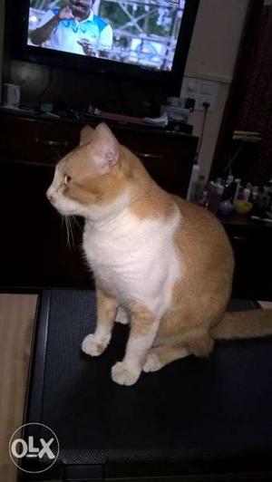 One year old male cat. very friendly. needs a