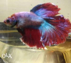 Over HM betta fish for sale