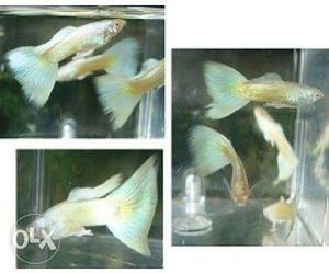 Pair hibrid yellow guppies