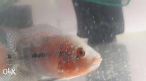 Peach And White Flowerhorn Cichlid Fish