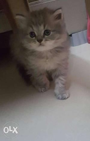 Persian Cat with Doll Face. 1 Month Old. Toilet