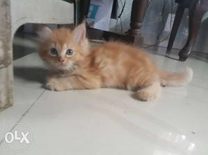 Persian Kittens (50days old)