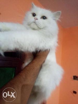 Persian Male White Cat Available 13 months Old