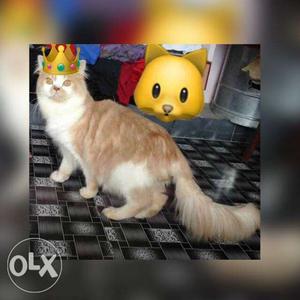 Persian cat 11months