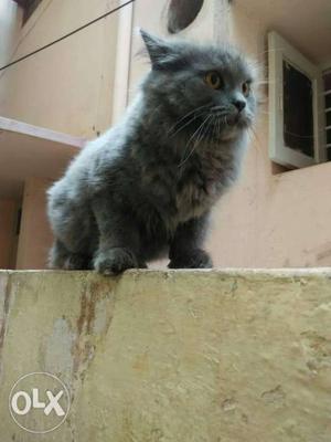 Persian cat male 5 month all vacation all done