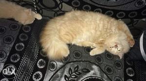 Persian cat male healthy cat 5 months