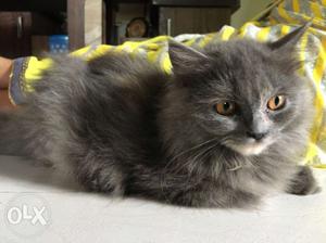 Persian cat pair for  only male n female