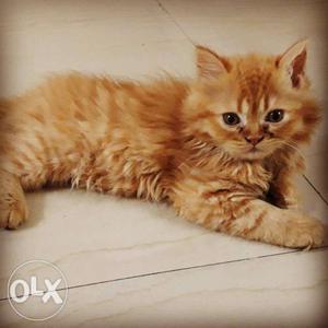 Persian cat, pure breed, Golden and white,male.