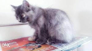 Persian kitten for sale 2 months old healthy &
