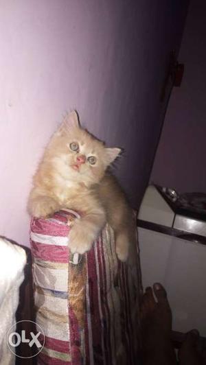 Persian kitten healthy and active need caring