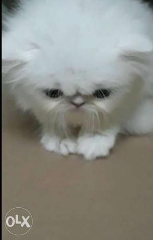 Persian kitten punch face female