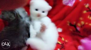 Persian kittens white and grey
