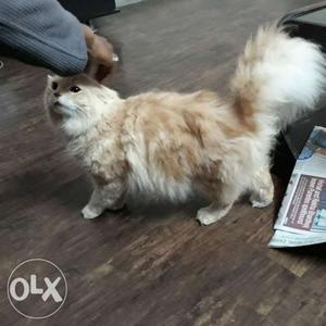 Persian male cat 7months old