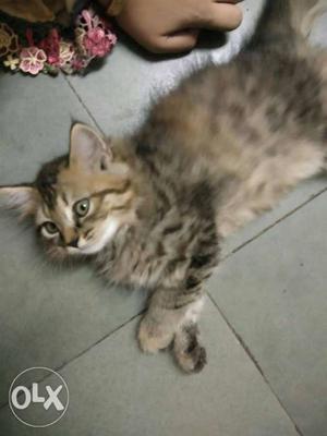 Persion tabby female 2 month old very good in