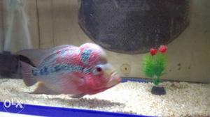 Pink flowershorn fish 7 inches