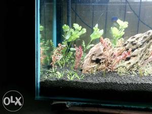Planted Aquarium 3x1x2ft