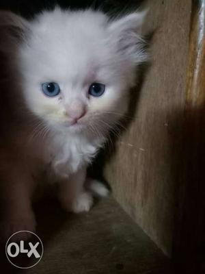 Presion cat blue.eyes full trained