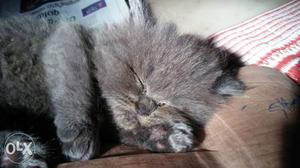 Punch face persian cat male,one month old