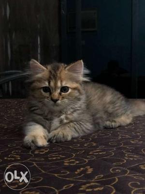Pure Breed - Persian Cat, 3 months old, fully