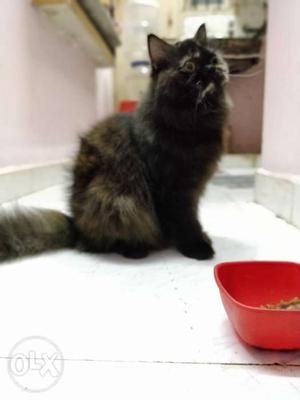 Pure Persian cat, female approximately 2 yrs old