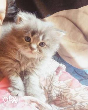 Pure Persian kittens both male an female