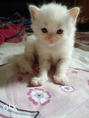 Pure breed Persian kittens for sale