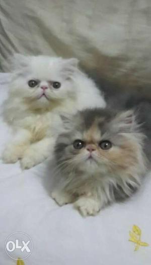 Pure persian cats punch faced pair...Male and